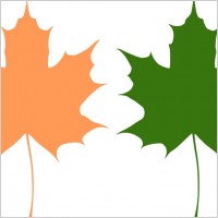Maple leaves