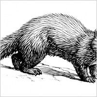 marten