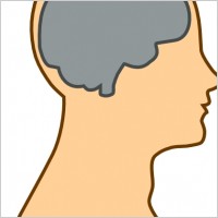 Medical Diagram Of Brain clip art