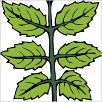 Mint Branch clip art