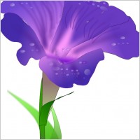 morning glory