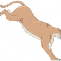 Mountain Lion