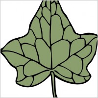 Oak Ivy Leaf clip art