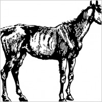 Old Nag clip art