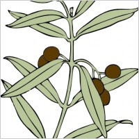 Olive Branch clip art