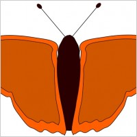orange butterfly