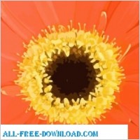 Orange Flower