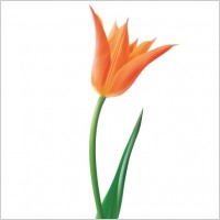Orange Tulip