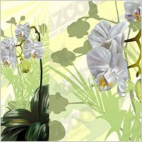 Orchid vector illustration material