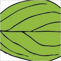 Oval Leaf clip art