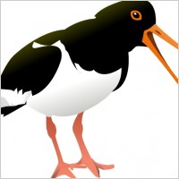 Oyster Catcher Bird clip art