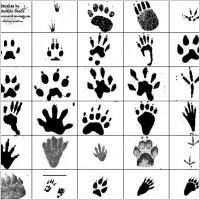 paw prints, bird footprints, and stuff. each brush
