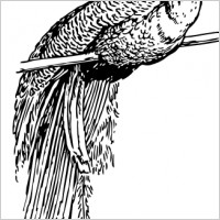 Designhouse  Free on Peacock Feather Clip Art