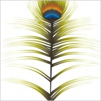 Peacock Feather
