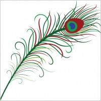 Peacock Feather