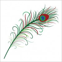 

								Peacock Feather							
