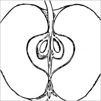 Piece Of Apple clip art