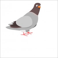 Pigeon