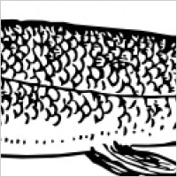 Pike Fish Animal clip art