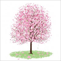 
								Pink Cherry Blossom Tree							