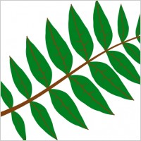 Pinnate Leaf clip art