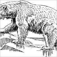 polar bear