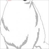 Polar Bear 2
