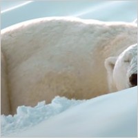 polar bear