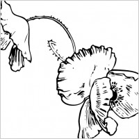 Poppy Tattoo clip art