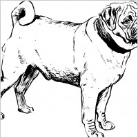 Pug Vector