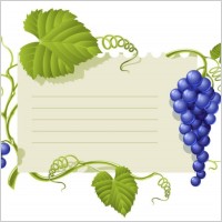 Grape Vector
