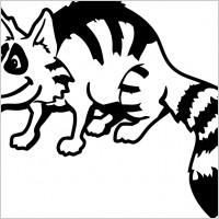 raccoon