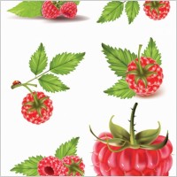 Cartoon Raspberries