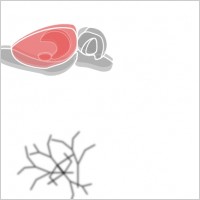 Rat Brain clip art