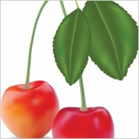 realistic fruit 03 vector