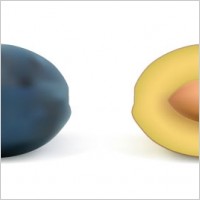 realistic fruit 03 vector