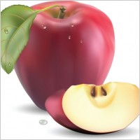 realistic fruit 05 vector