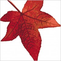 Red maple leaf