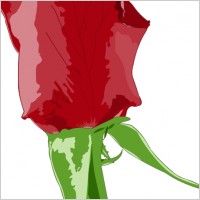 Red Rose