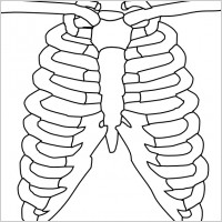 Rib Cage clip art