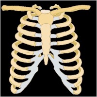 Rib Cage clip art