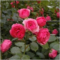 rose miniature roses pink flower