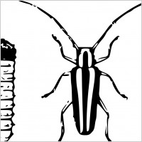 Round Headed Apple Tree Borer