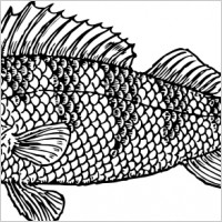 Scaly Fish
