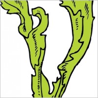 Sea Weeds Clip Arts