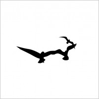 Seagulls