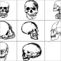skull brush