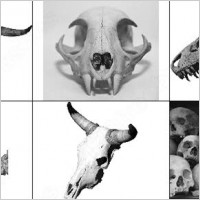 skull brush