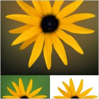 small chrysanthemum vector
