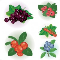 small red berries clip art